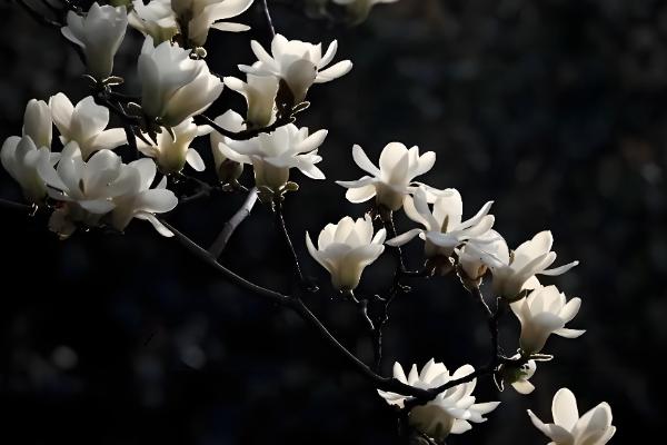 为什么白玉兰不能种在家门口，因为它容易引发蚊虫