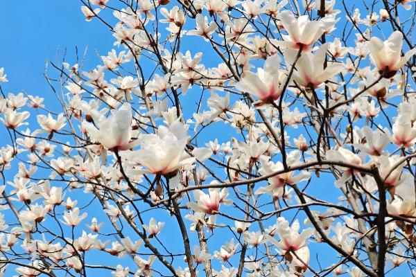 为什么白玉兰不能种在家门口，因为它容易引发蚊虫