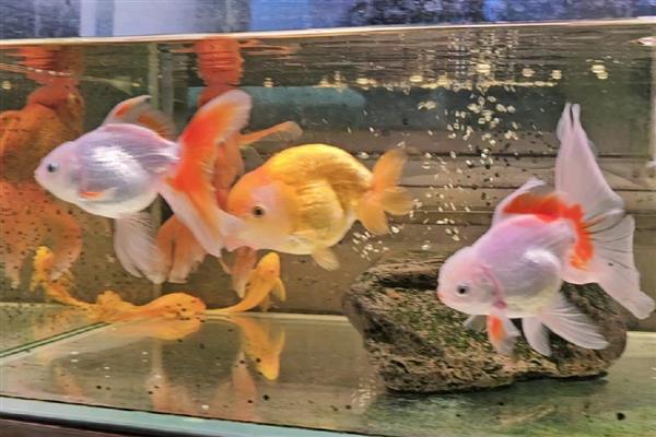 养金鱼怎么喂食，成年后每天喂一次