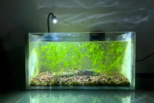 鱼缸灯光一直开着行不行，一直开着是不行的