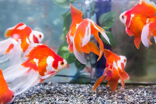 养金鱼怎么喂食，成年后每天喂一次