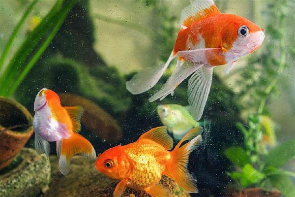 养金鱼怎么喂食，成年后每天喂一次