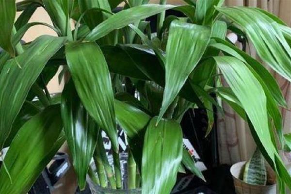 富贵竹怎么水培生根快，每隔一周更换一次培养水