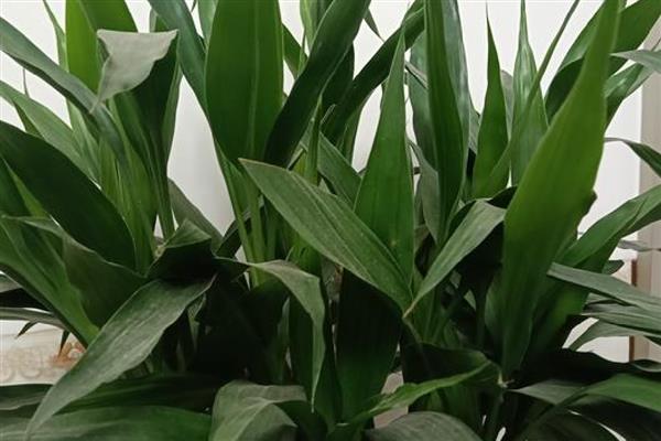 富贵竹怎么水培生根快，每隔一周更换一次培养水