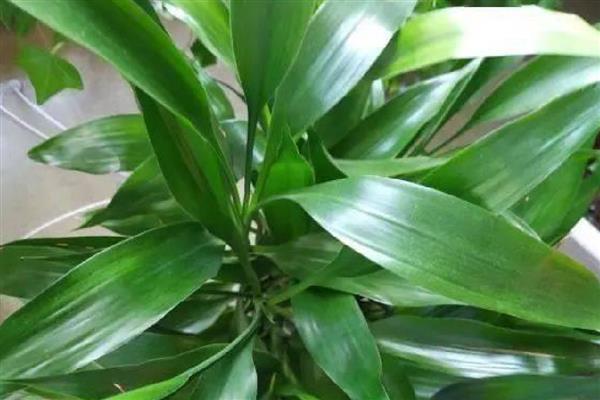 富贵竹怎么水培生根快，每隔一周更换一次培养水