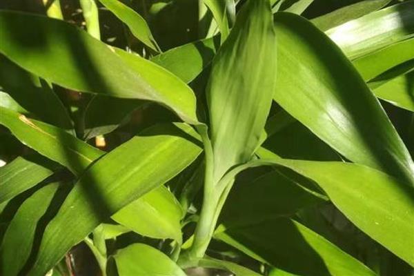 富贵竹怎么水培生根快，每隔一周更换一次培养水