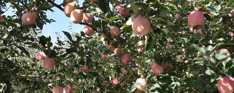 哪些果树适合在河北栽培，苹果树、梨树等品种均可选择