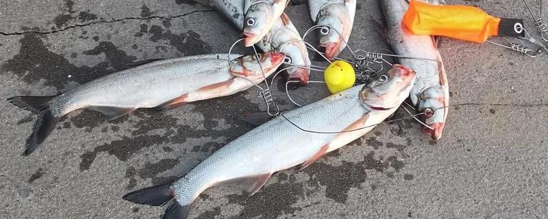 用哪种浮漂浮钓翘嘴，浮漂的浮力需足够大