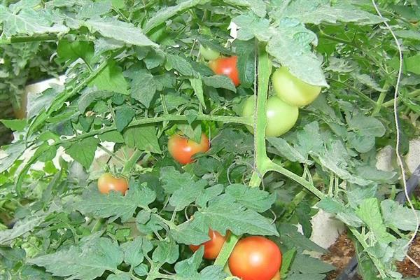 番茄不红的原因，可能是缺乏光照所导致的