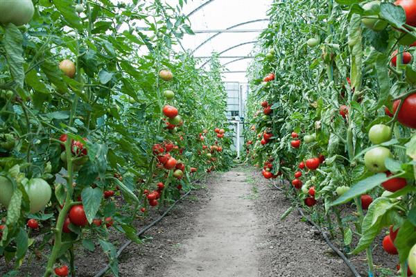 番茄不红的原因，可能是缺乏光照所导致的