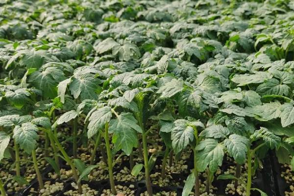 番茄不红的原因，可能是缺乏光照所导致的