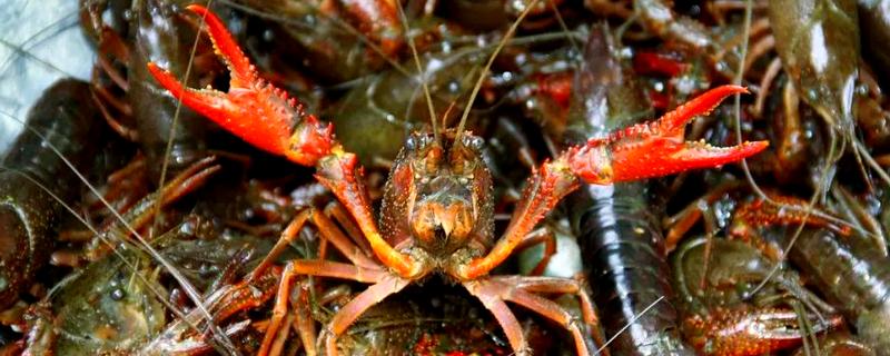 冬季养小龙虾的注意事项，适当提高水质肥力可促进生长