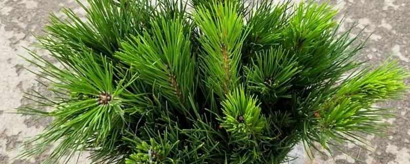 客厅冬季的耐寒植物，常见的有冬美人、蕙兰等