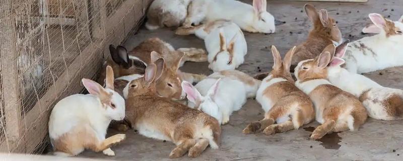 养殖野兔的成本和利润，一只种兔的购买成本是100元左右