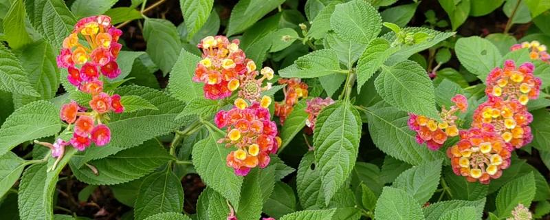 马缨丹有没有毒，茎叶、果实、汁液都有毒性