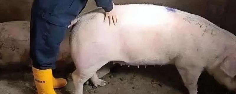 母猪发情有什么症状，精神会变得不安