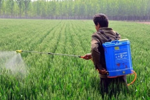 小麦孕穗期怎么管理,补施孕穗肥可提高分蘖成穗率