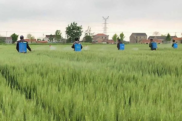 小麦孕穗期怎么管理,补施孕穗肥可提高分蘖成穗率