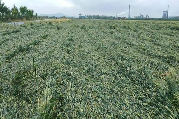 小麦孕穗期怎么管理,补施孕穗肥可提高分蘖成穗率