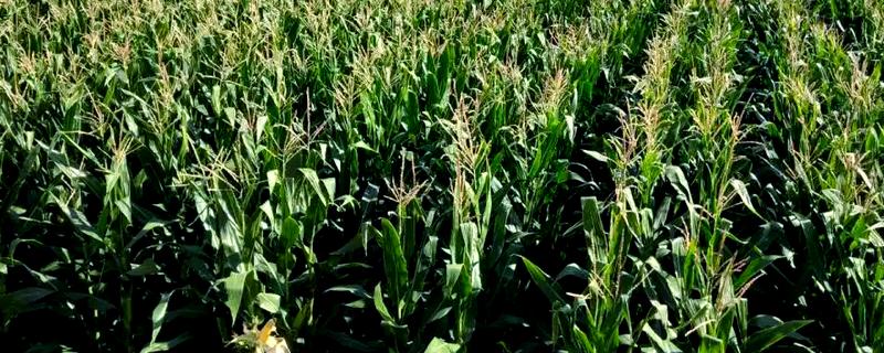 甘肃有哪些玉米品种，有隆丰211、金皇828等