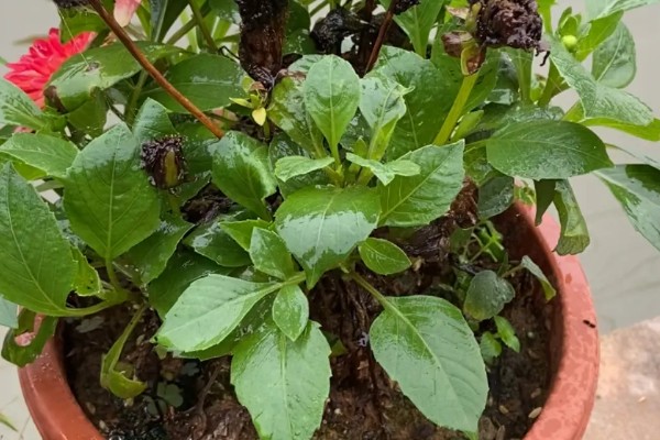 小丽花第二年还可以出来吗，还可以长出来