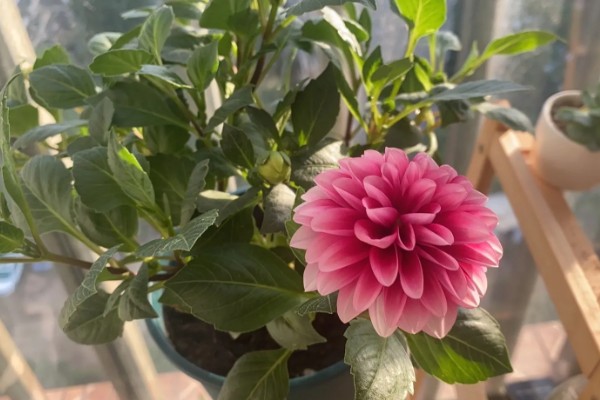 小丽花第二年还可以出来吗，还可以长出来