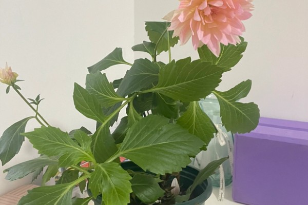 小丽花第二年还可以出来吗，还可以长出来