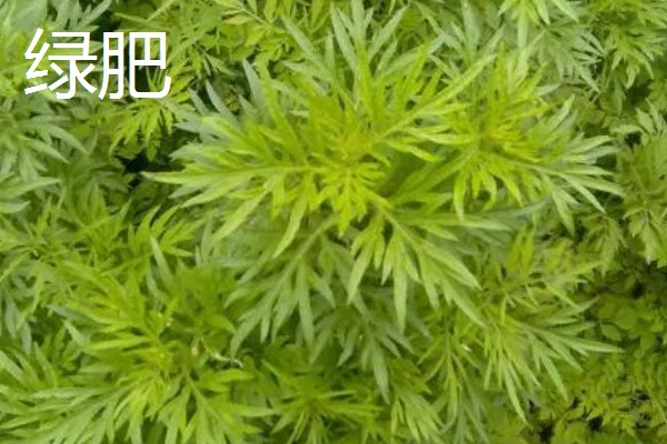 有机肥料有什么作用,可提供多种营养