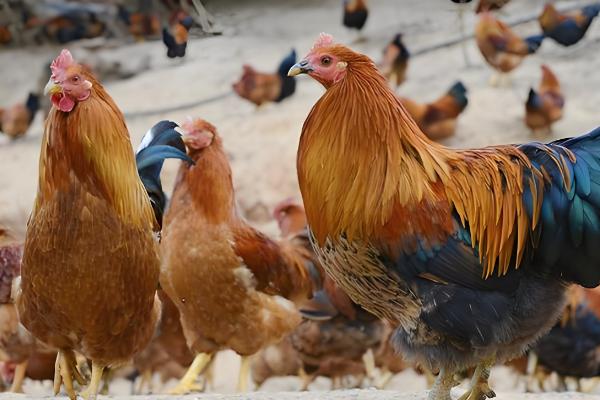 广西乐业县的特产,有乐业猕猴桃、乐业野生刺梨等种类