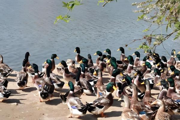 养鸭的方法，每天让它们活动一小时