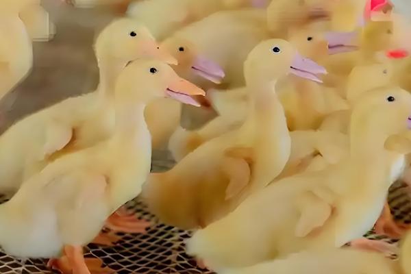 养鸭的方法，每天让它们活动一小时