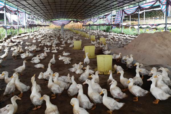 养鸭的方法，每天让它们活动一小时