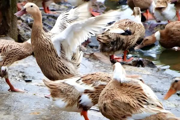 养鸭的方法，每天让它们活动一小时