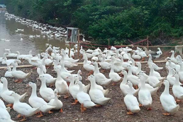 养鸭的方法，每天让它们活动一小时