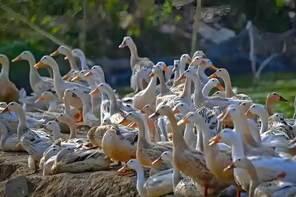 养鸭的方法，每天让它们活动一小时