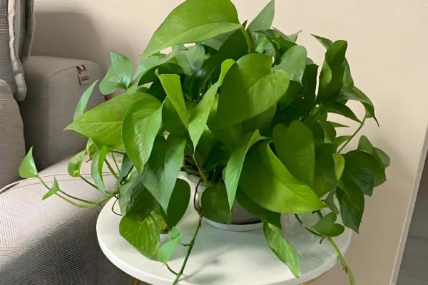 绿萝能不能养在卧室中,养护期间要时常开窗透气