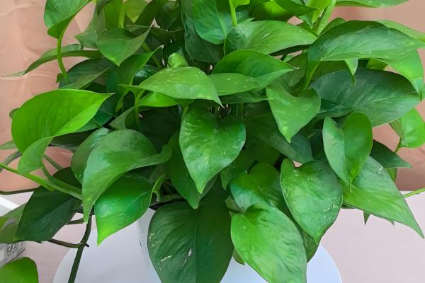 绿萝能不能养在卧室中,养护期间要时常开窗透气