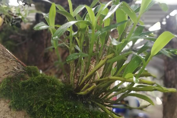 广西乐业县的特产,有乐业猕猴桃、乐业野生刺梨等种类