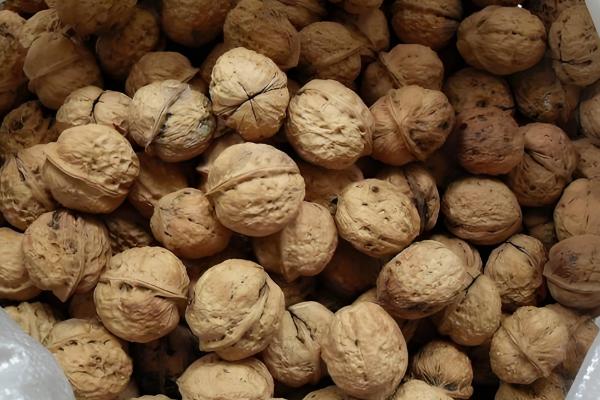 广西乐业县的特产,有乐业猕猴桃、乐业野生刺梨等种类