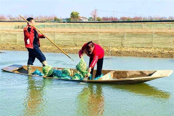 春天怎样用花篮捕鲫鱼，通常需将花篮放在近岸处