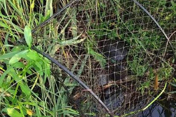 春天怎样用花篮捕鲫鱼，通常需将花篮放在近岸处