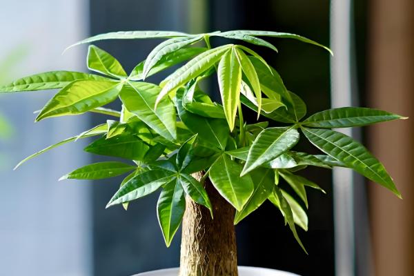 发财树叶子撑不开怎么处理,要保证充足的光照条件