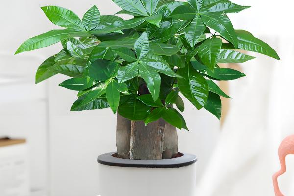 发财树叶子撑不开怎么处理,要保证充足的光照条件