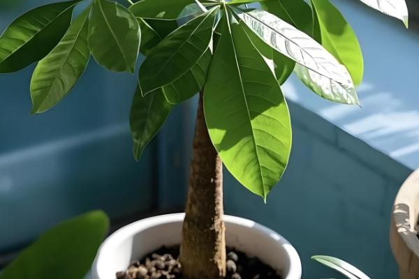 发财树叶子撑不开怎么处理,要保证充足的光照条件
