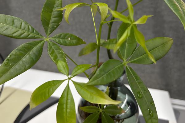 发财树叶子撑不开怎么处理,要保证充足的光照条件