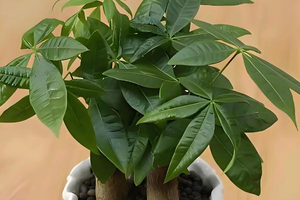 发财树叶子撑不开怎么处理,要保证充足的光照条件