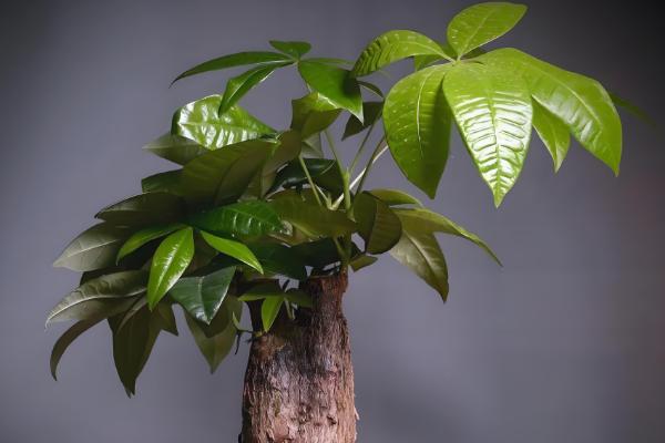 发财树叶子撑不开怎么处理,要保证充足的光照条件