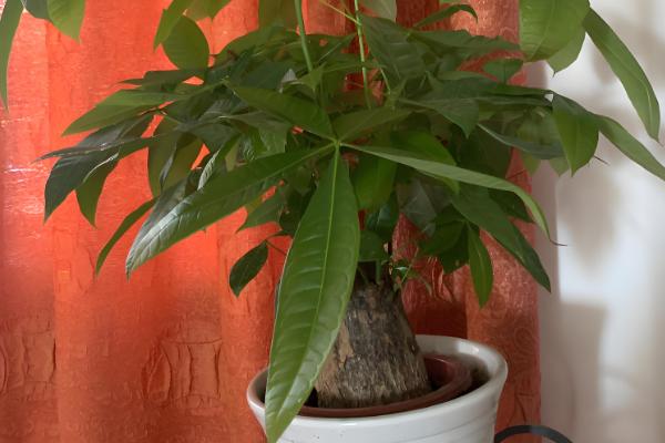 发财树叶子撑不开怎么处理,要保证充足的光照条件