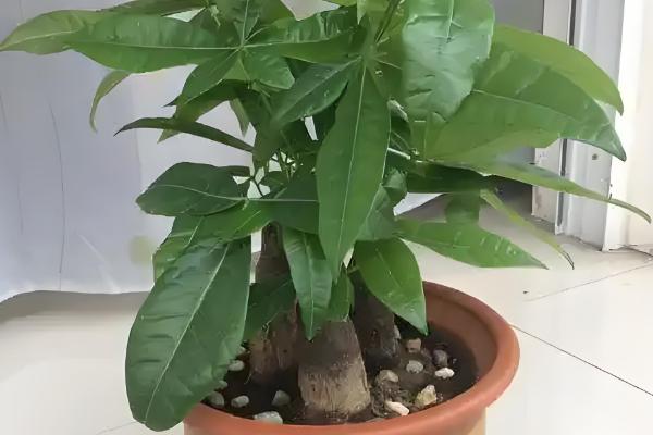 发财树叶子撑不开怎么处理,要保证充足的光照条件