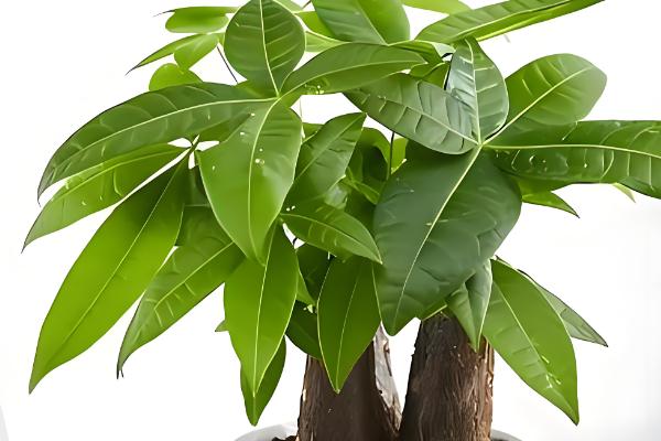 发财树叶子撑不开怎么处理,要保证充足的光照条件